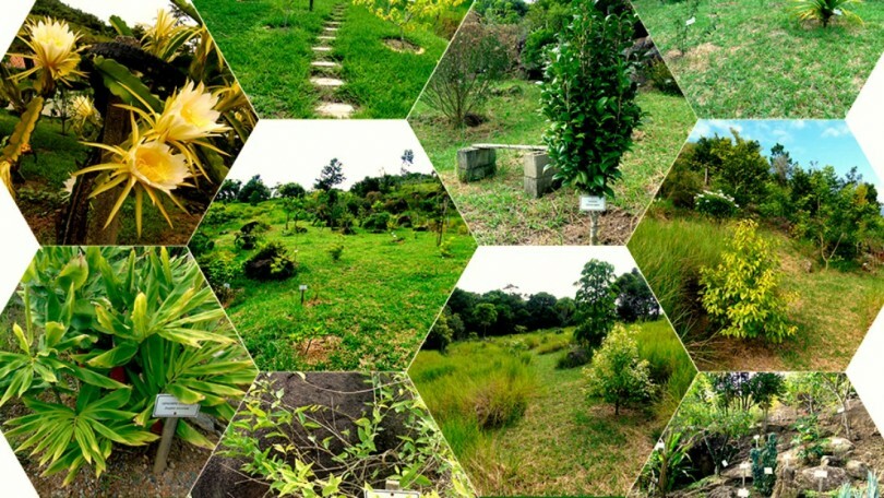 Um recanto de aprendizado sobre plantas bioativas em Santa Catarina
